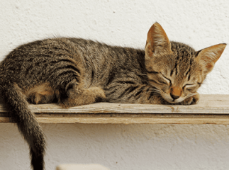 sommeil du chat